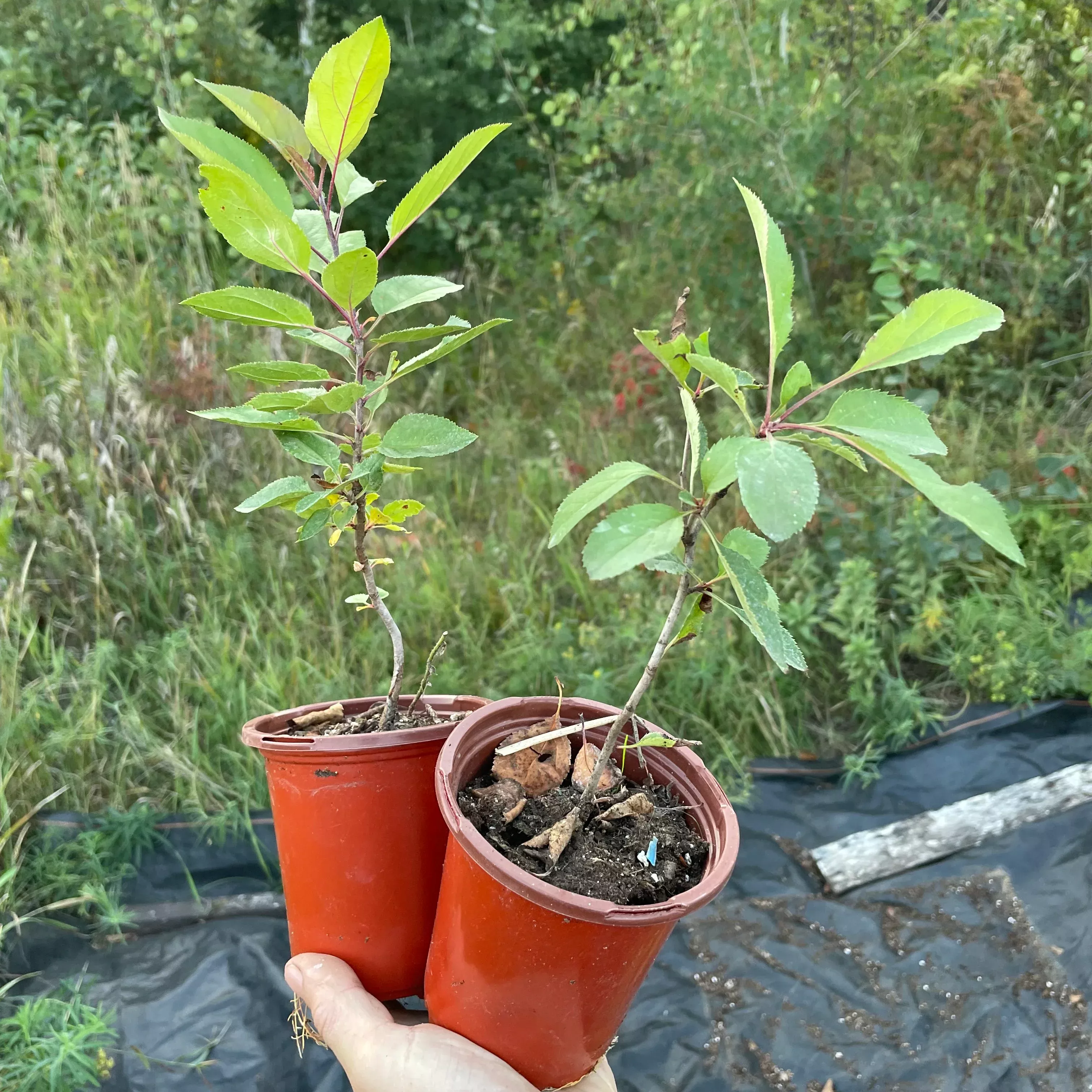 Siberian Crabapple