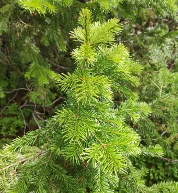 Siberian Fir Seeds