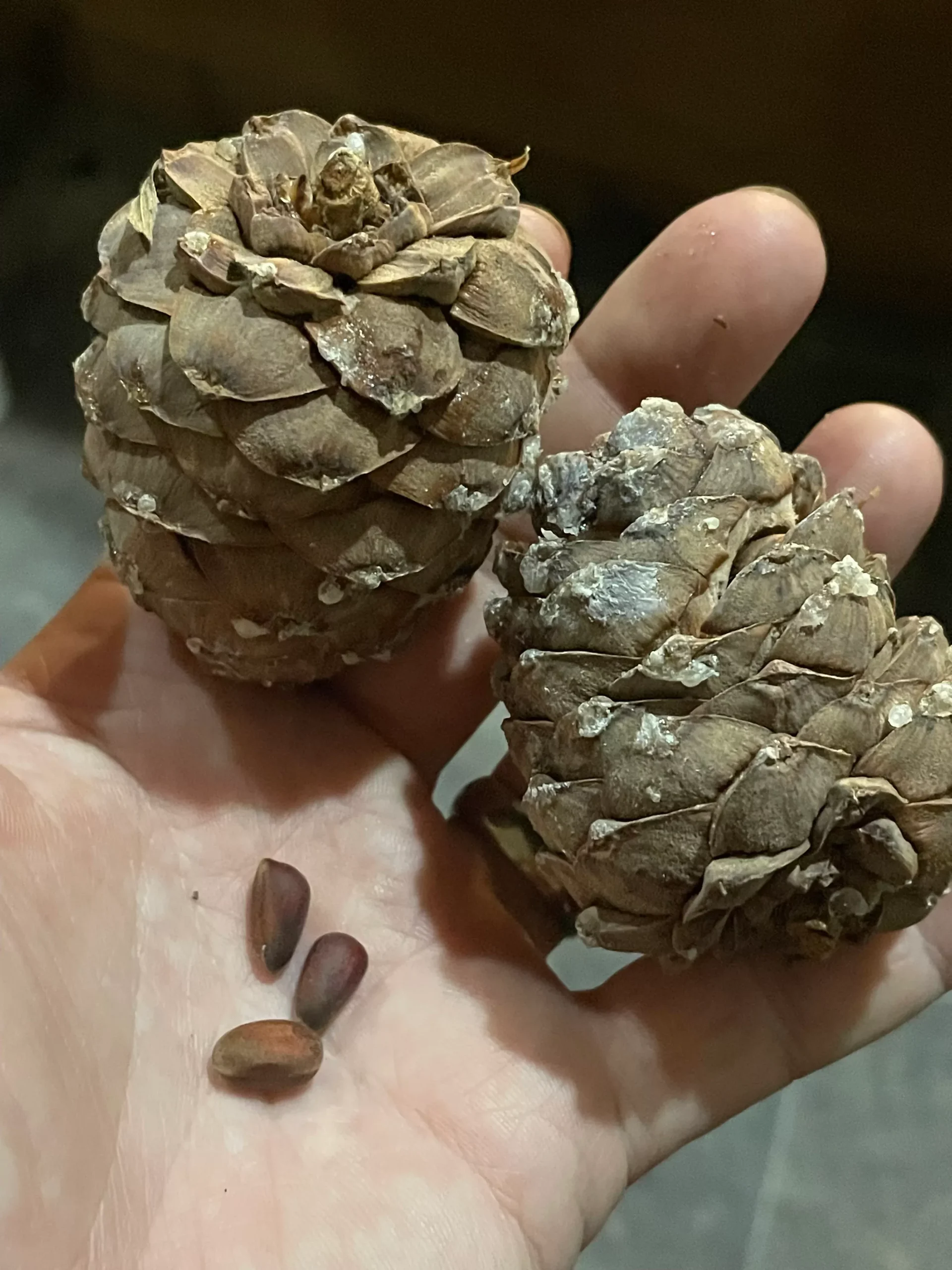 Siberian Stone Pine Seeds