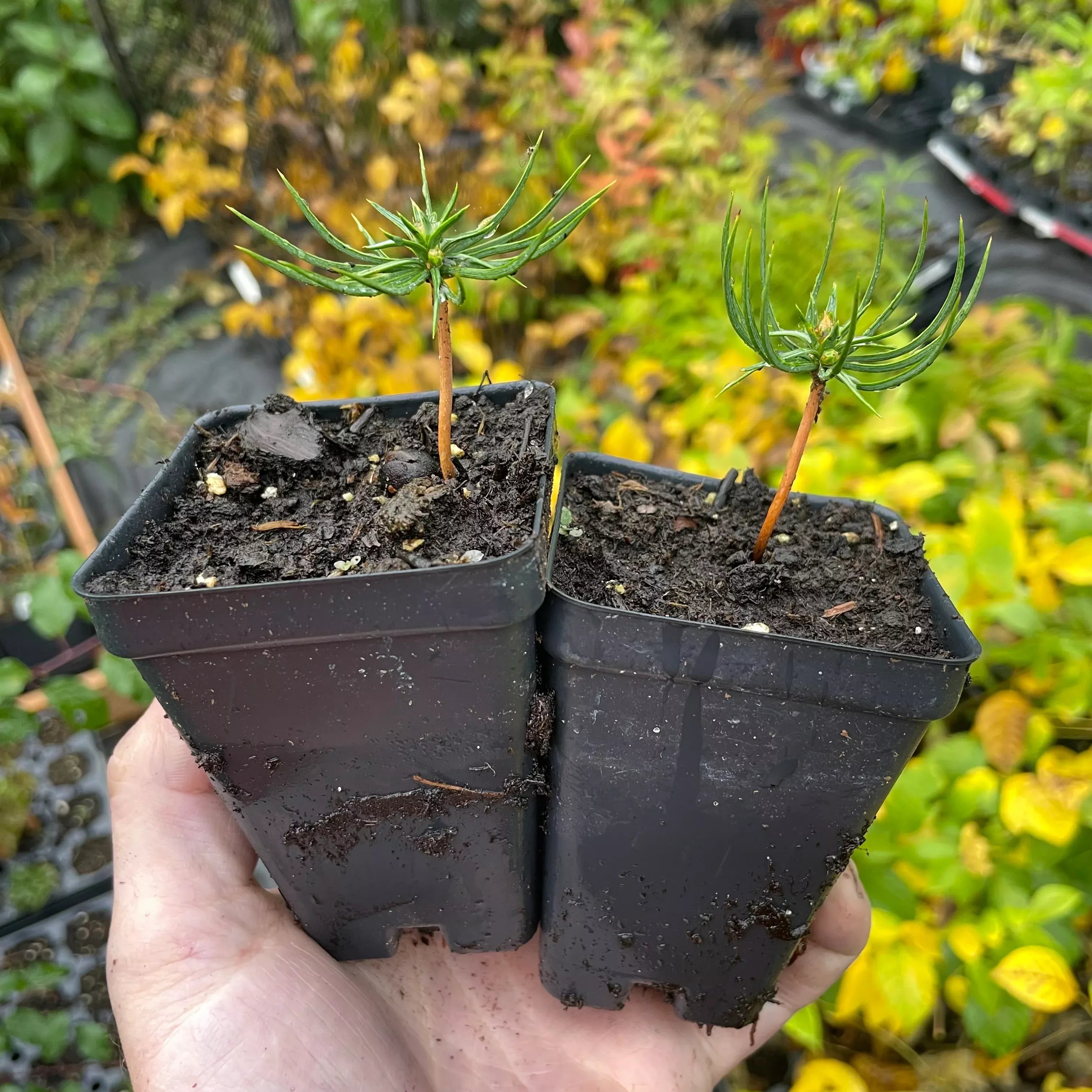 Siberian Stone Pine