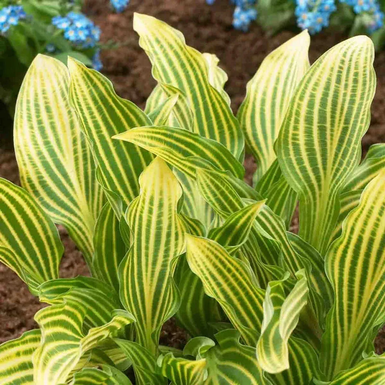 Siberian Tiger Hosta
