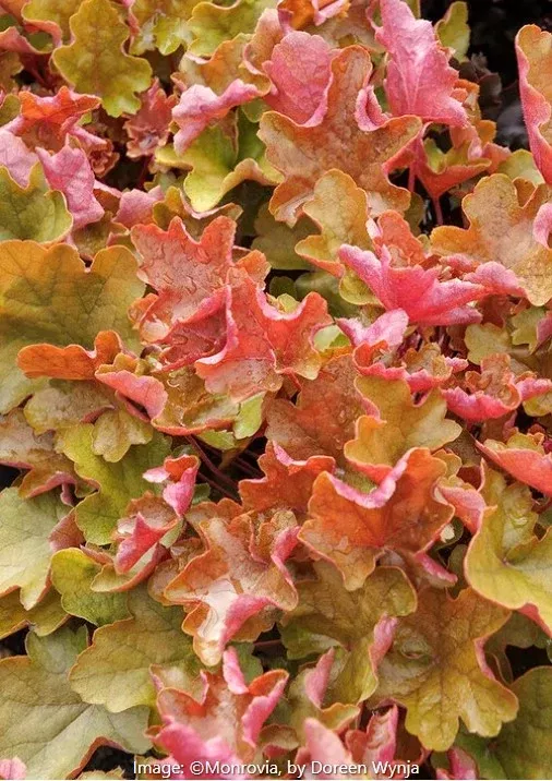 Sienna Sunrise Heuchera