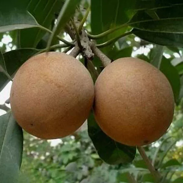 Silas Woods Sapodilla