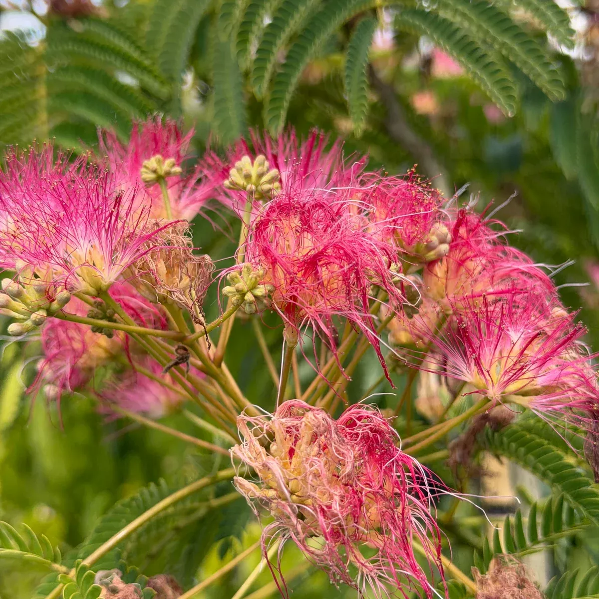 Silk Tree (Mimosa)