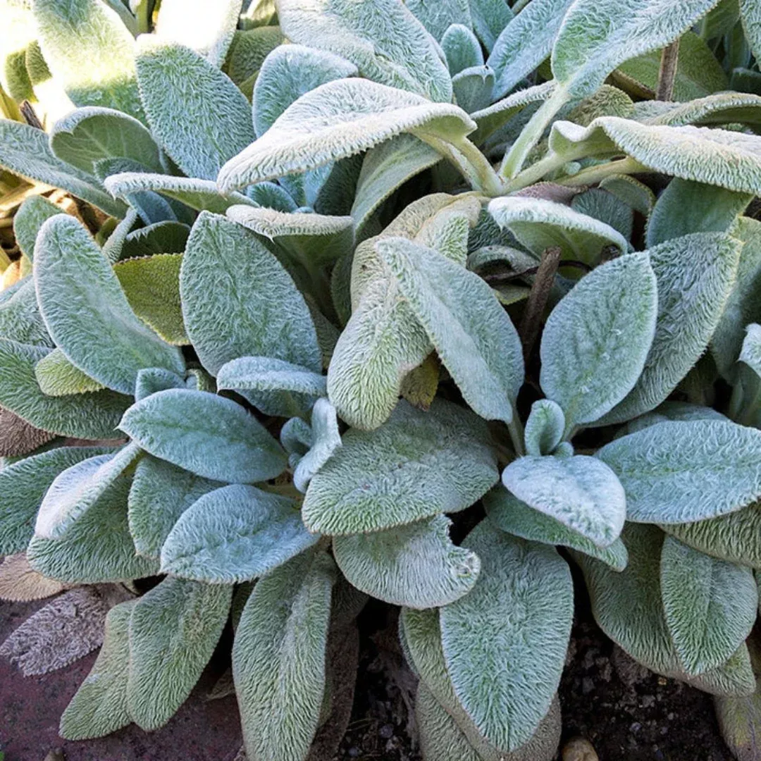 Silver Carpet Lamb's Ear - [EG]