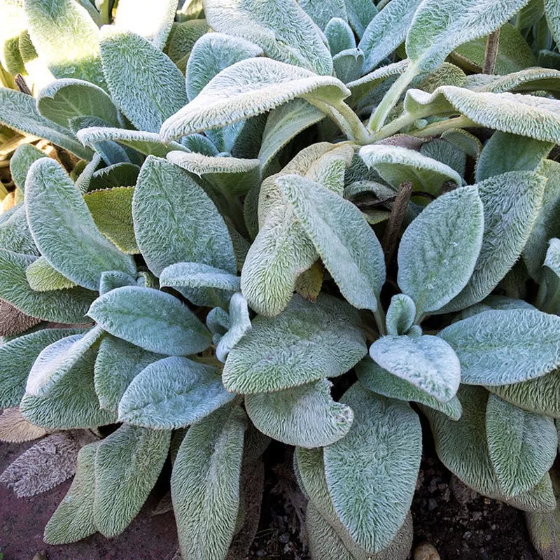 Silver Carpet Lambs Ear