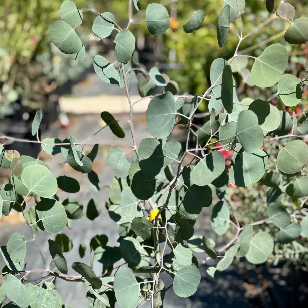 Silver Dollar Eucalyptus