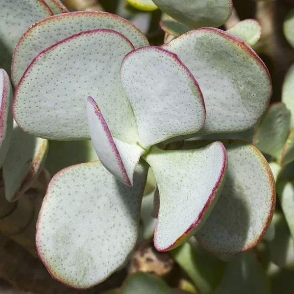 Silver Dollar Jade Plant