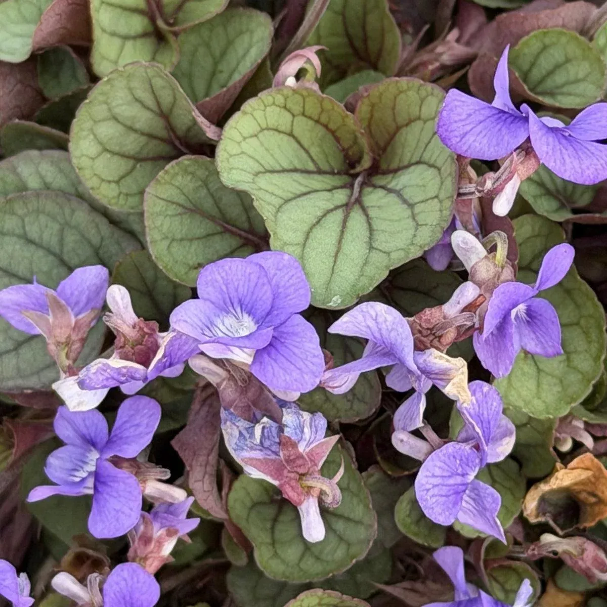 Silver Gem Violet