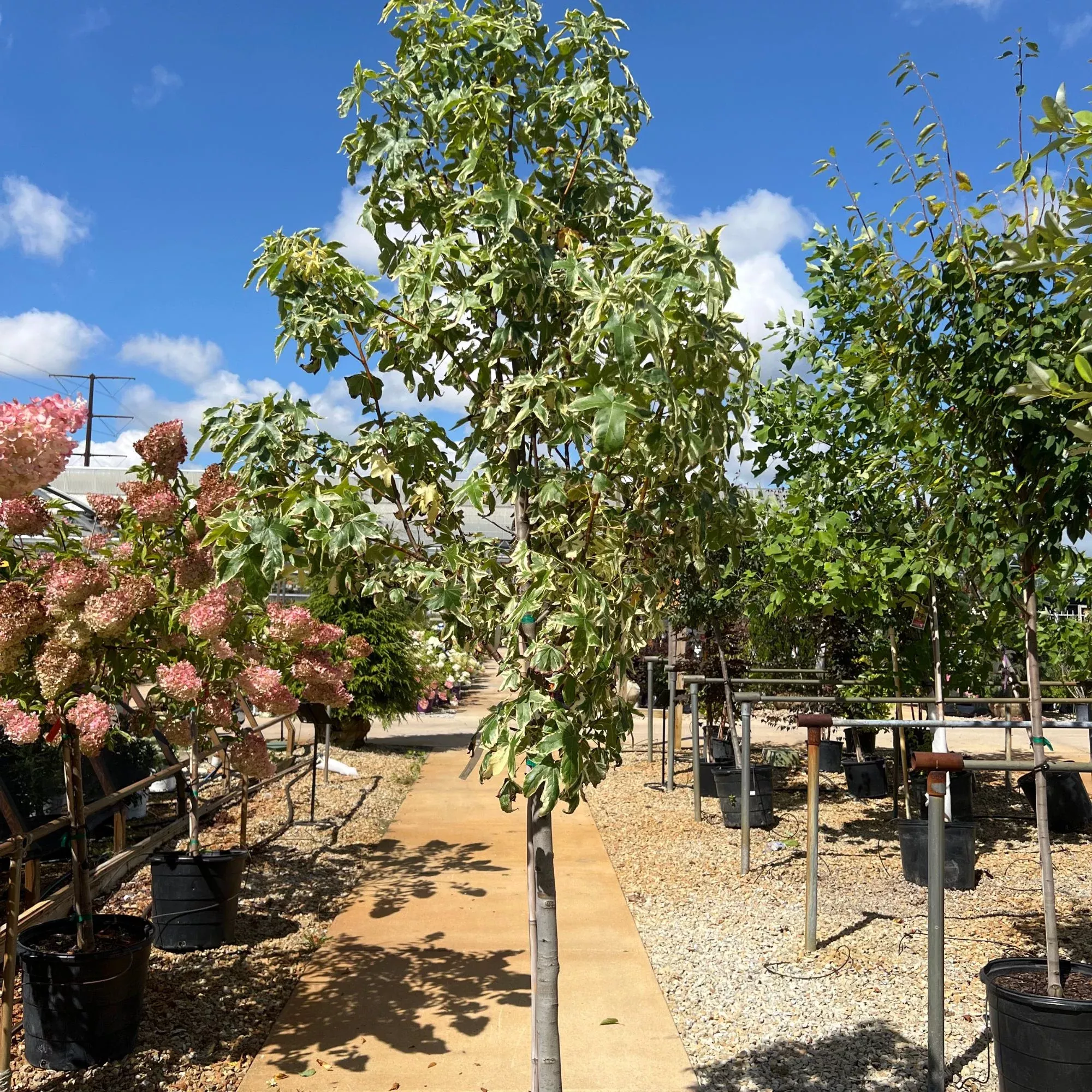 Silver King Sweet Gum - Liquidambar styraciflua - 15 Gallon Potted Tree