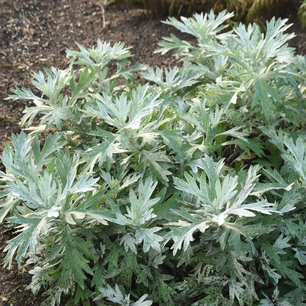 Silver Lining Artemisia