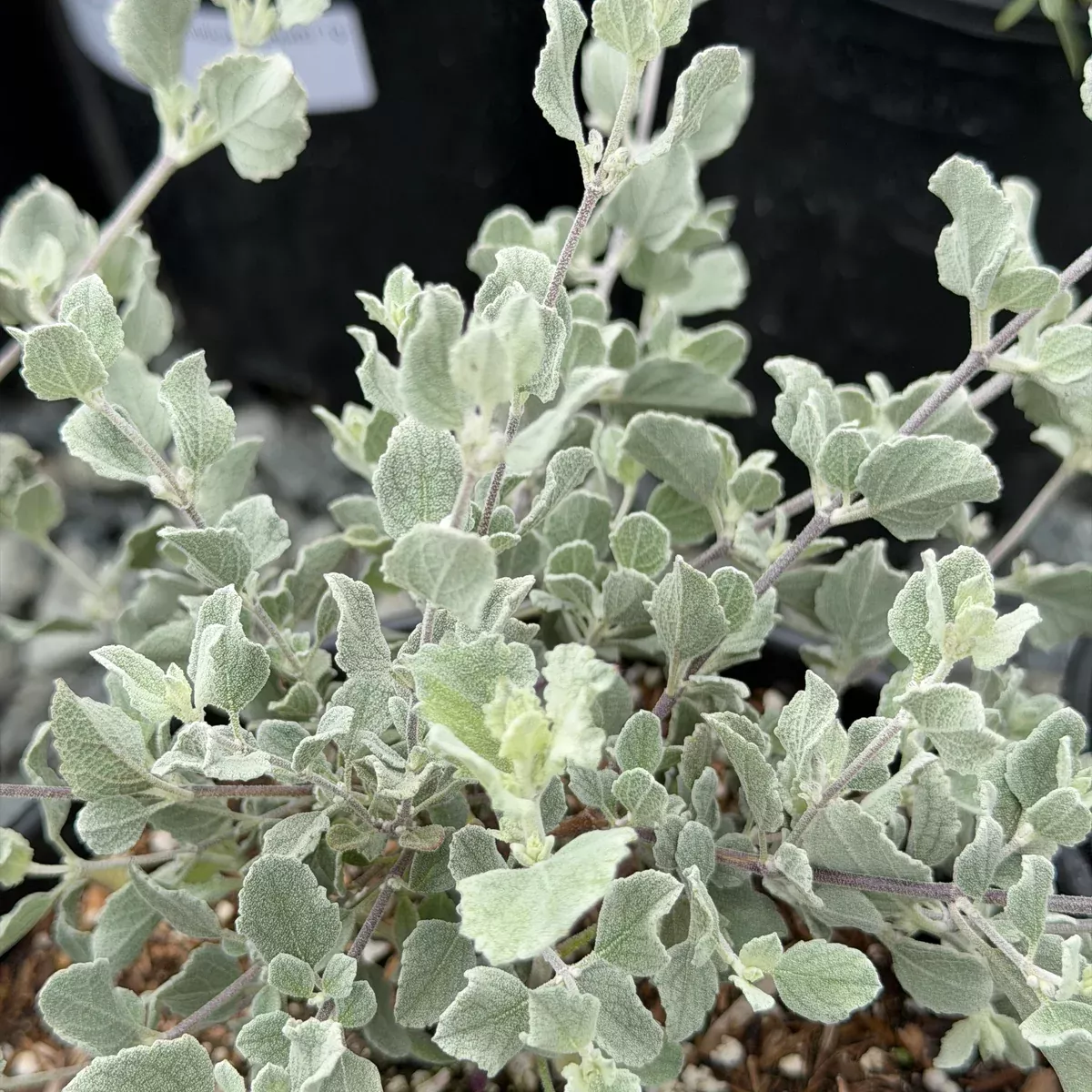 Silver Lining Desert Lavender