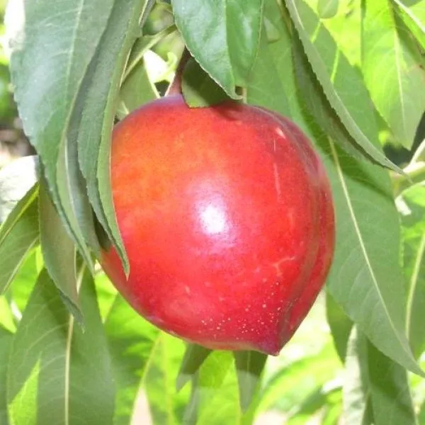 Silver Lode Nectarine
