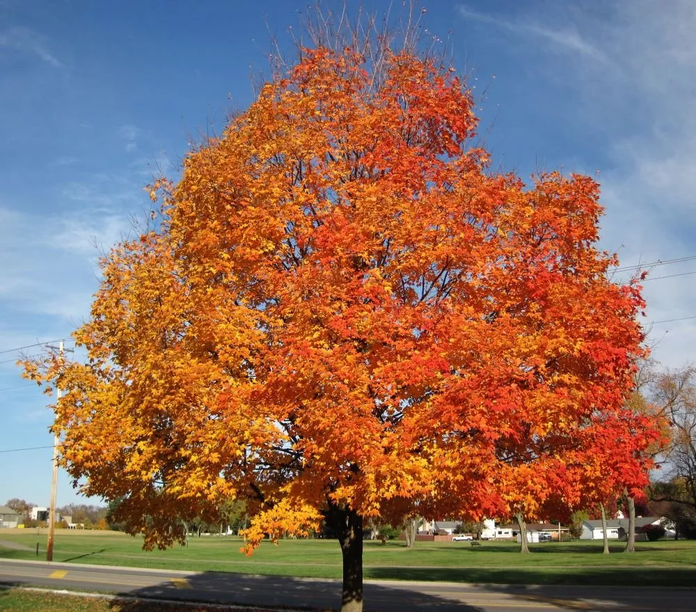 Silver Maple Tree