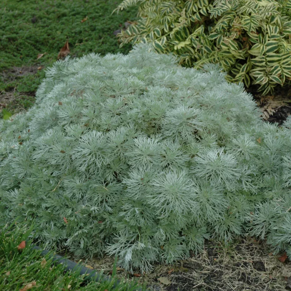 Silver Mound Artemisia