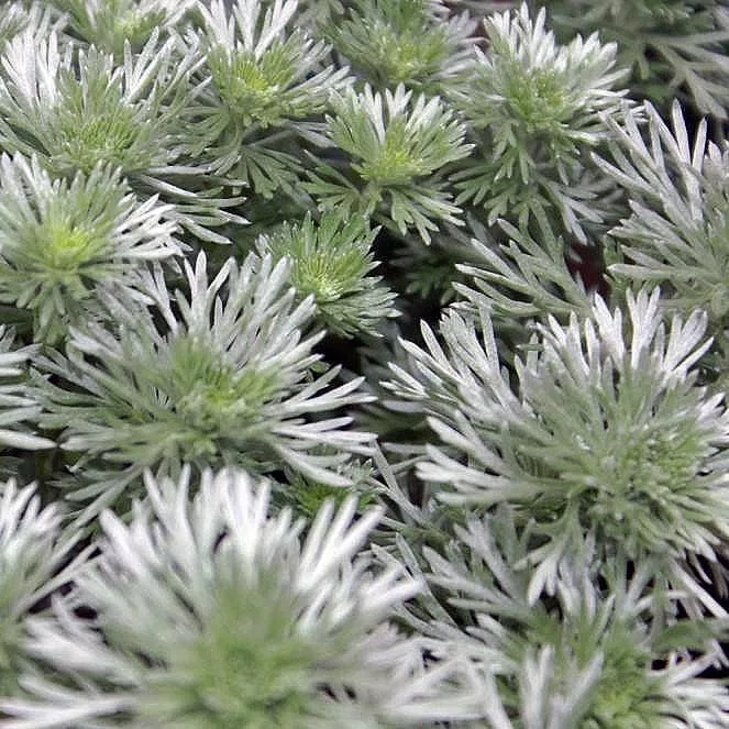 Silver Mound Wormwood, Ghost Plant