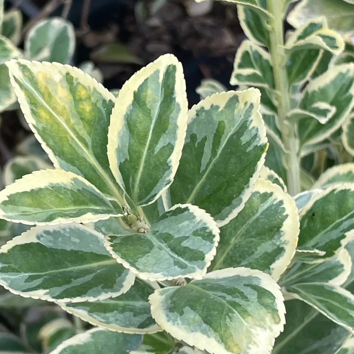Silver Queen Euonymus
