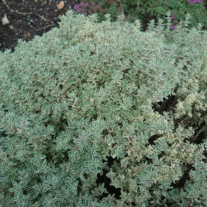 Silver Queen Thyme Plant Plug (Thymus vulgaris 'Silver Queen') – Variegated Culinary Herb – Ideal for Gardens & Containers