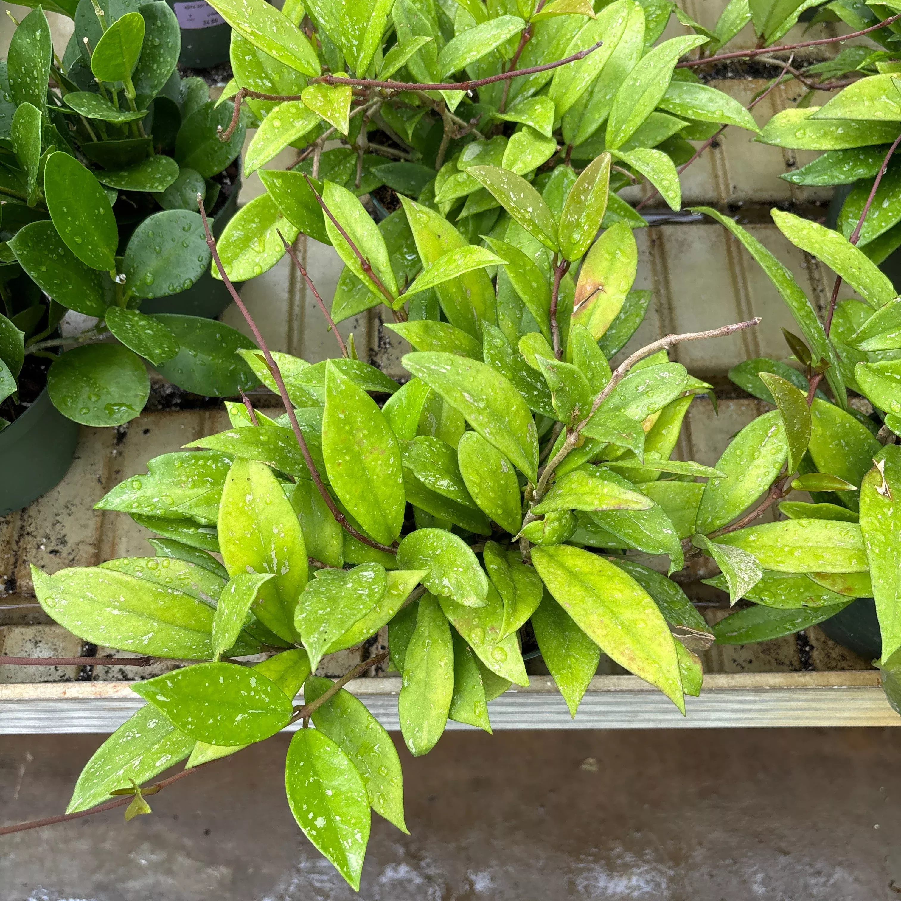 Silver Splash Hoya - Hoya pubicalyx - 6" Potted Houseplant