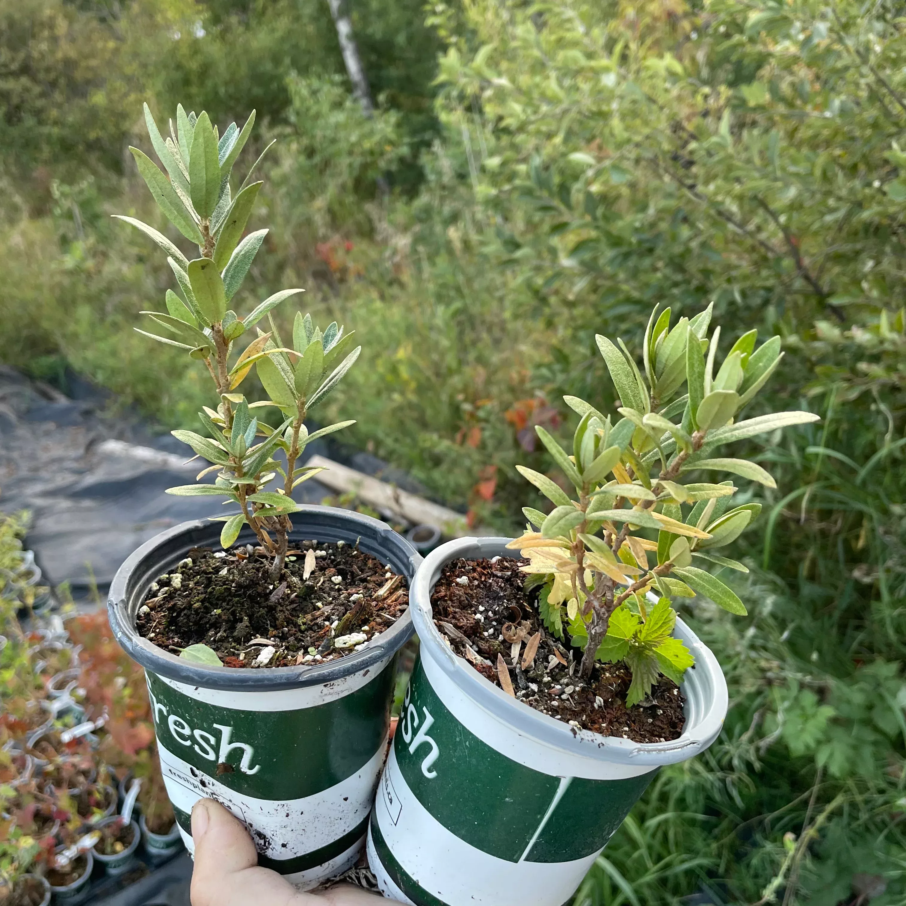Silver Star Sea Buckthorn (Male)