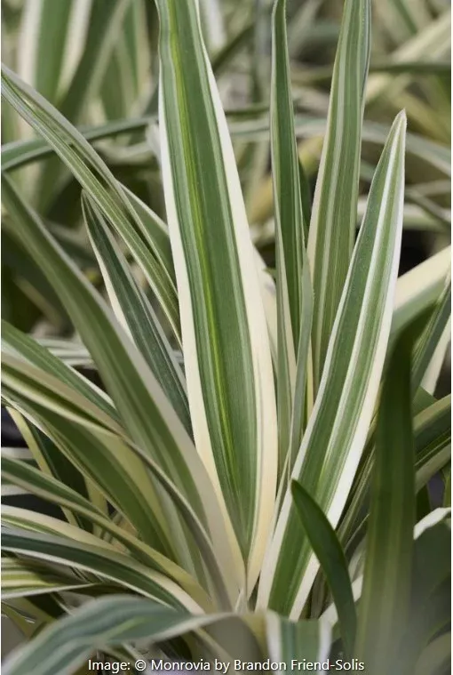 Silver Streak Flax Lily