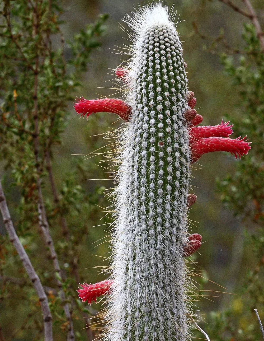Silver Torch Cactus