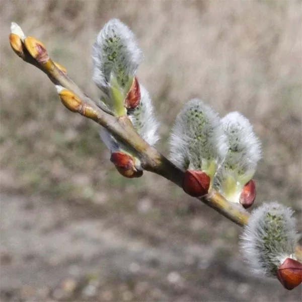 Silver Willow