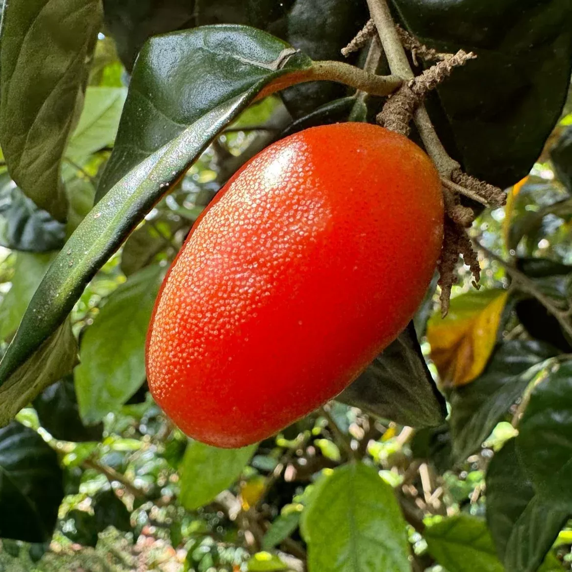 Silverberry *Pre-Order*