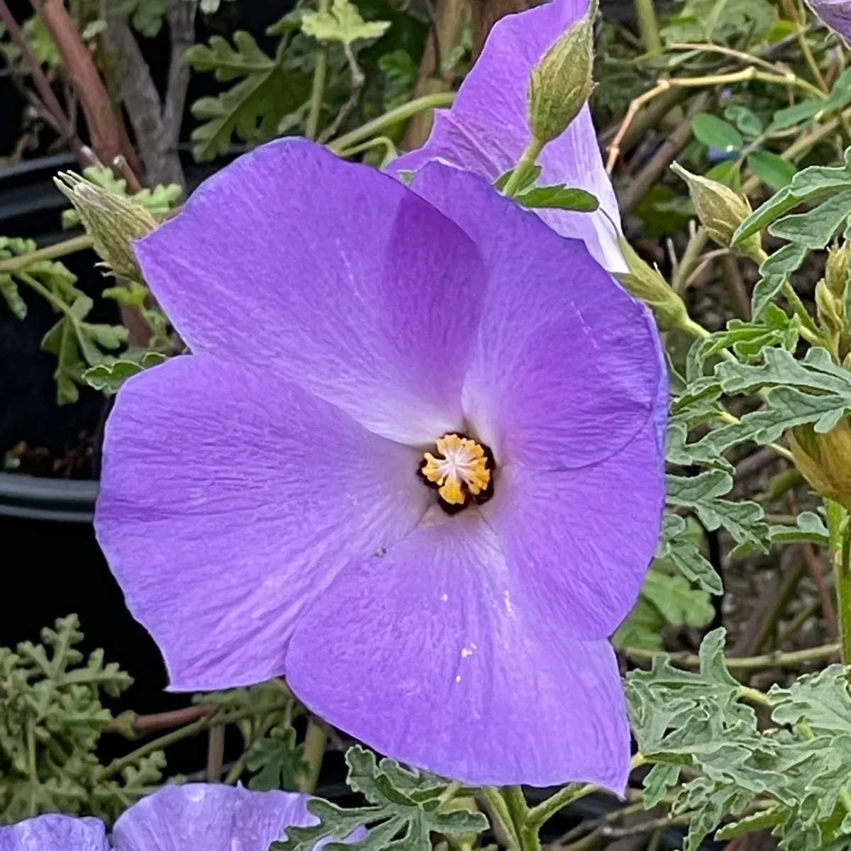 Single Blue Hibiscus
