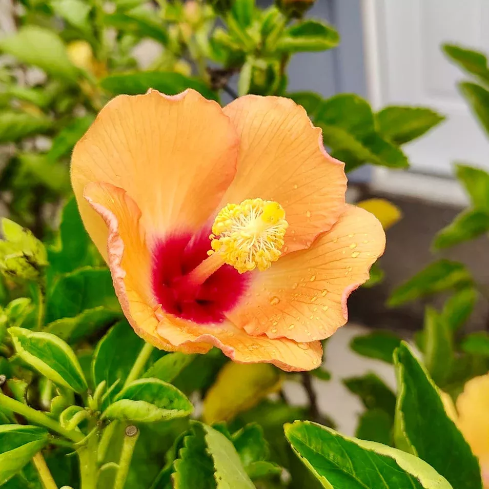 Single Orange Hibiscus