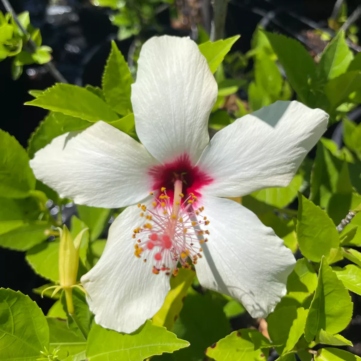 Single White Hibiscus