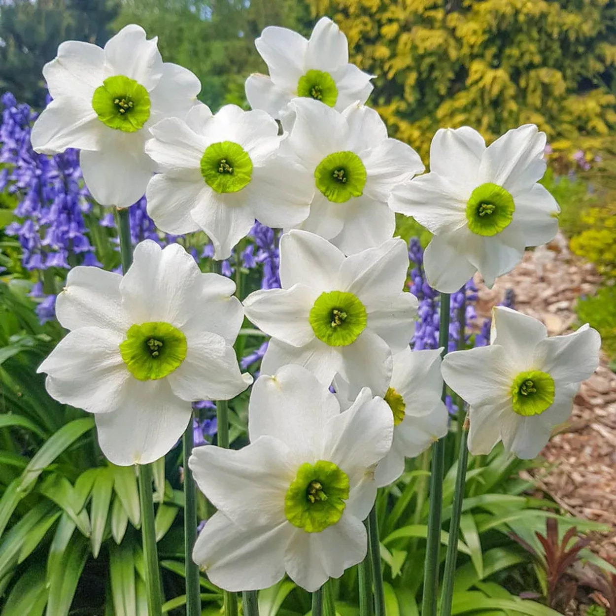 Sinopel Daffodil