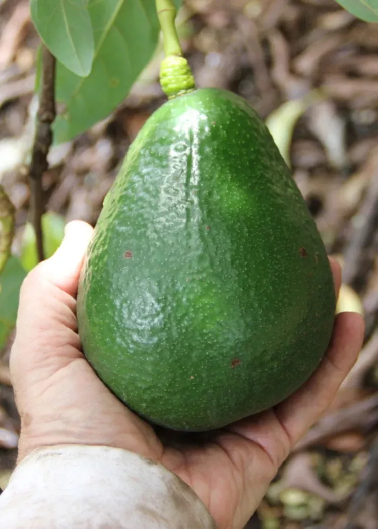 Sir Prize Avocado Tree