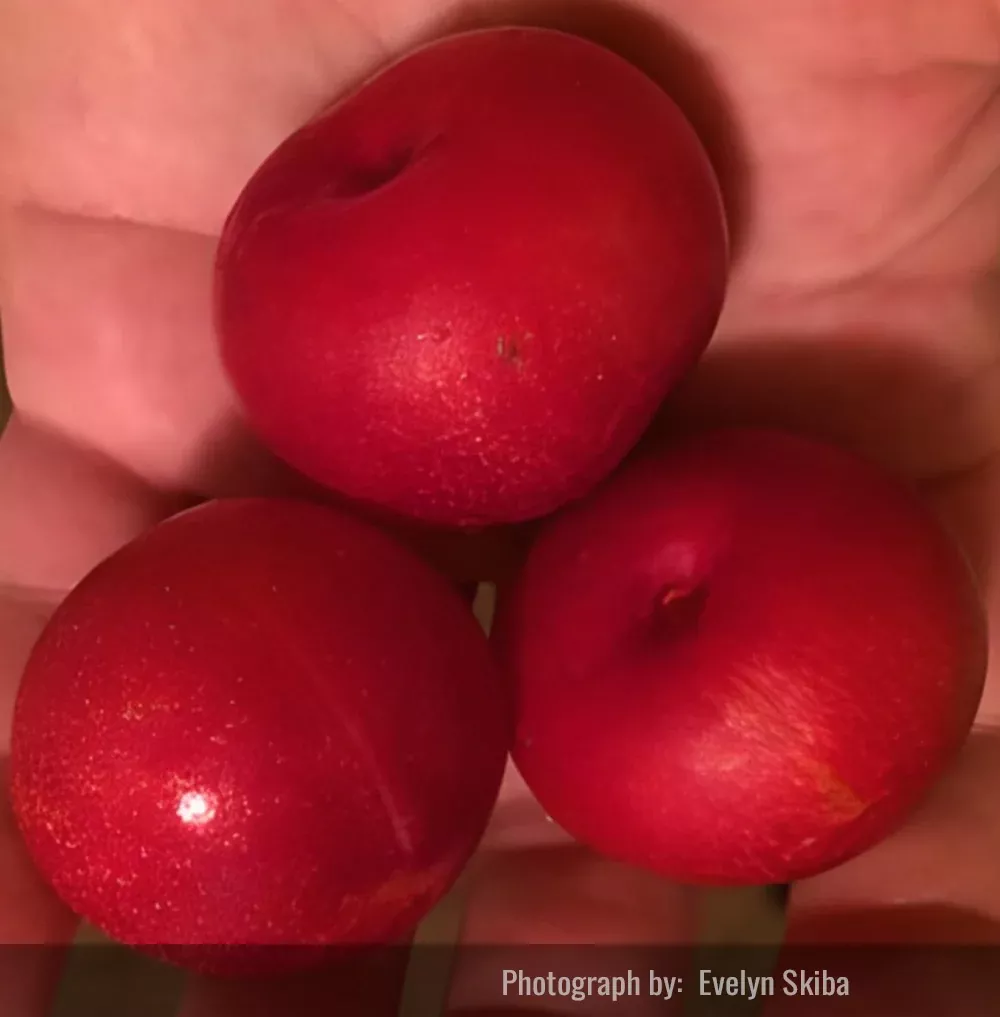 Skiba Plum Tree