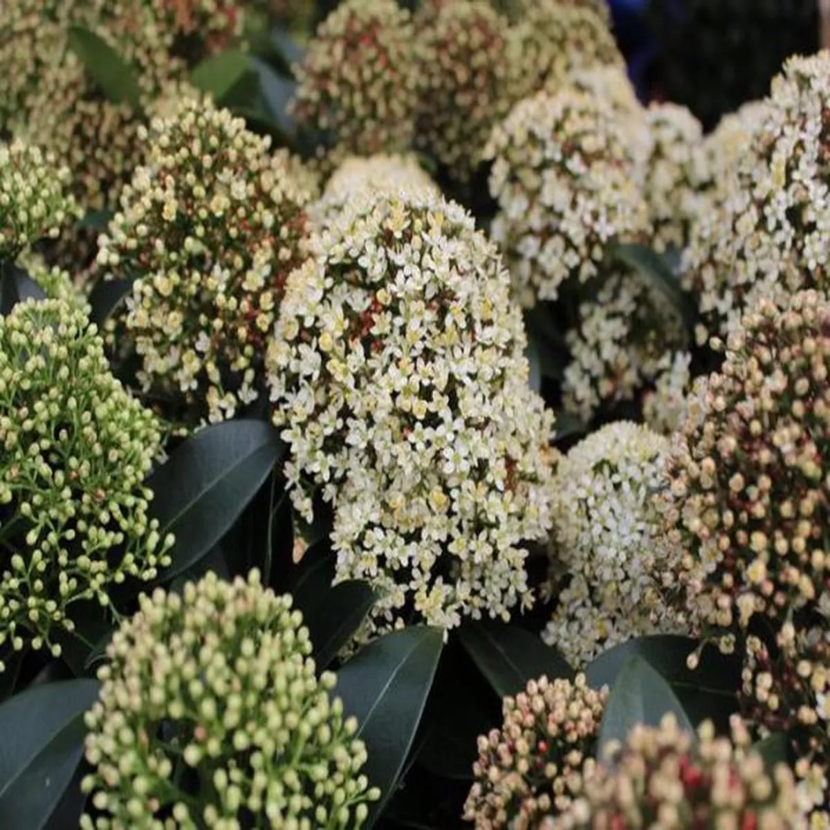 Skimmia japonica Fragrant Cloud