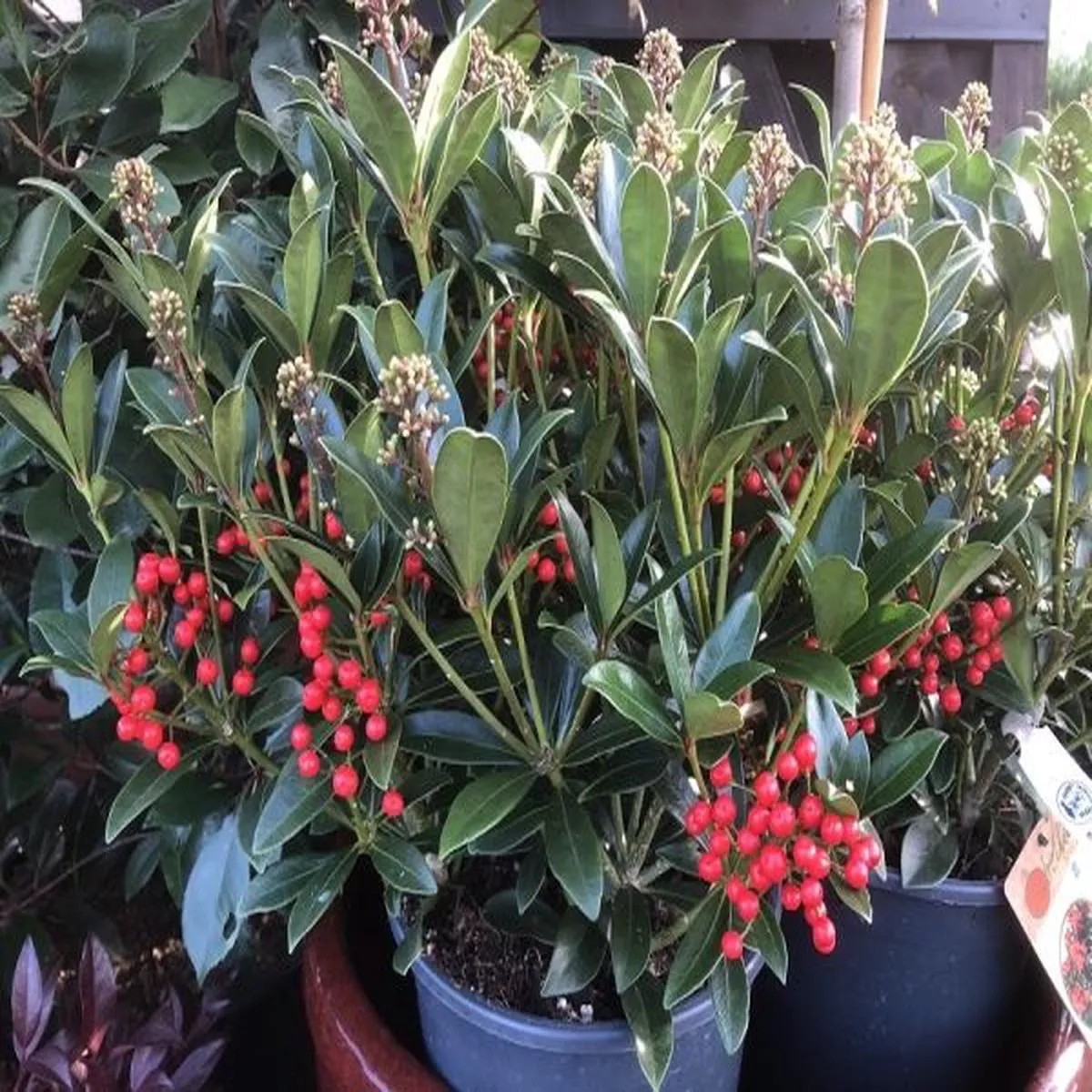 Skimmia japonica Pabella 1.5 Litre
