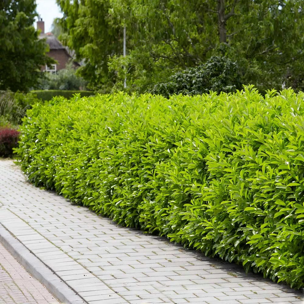 Skip Laurel Shrub