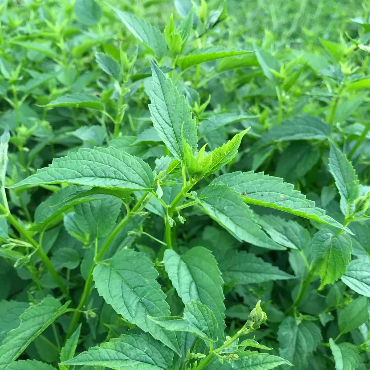 Skullcap, Official (Scutellaria lateriflora)