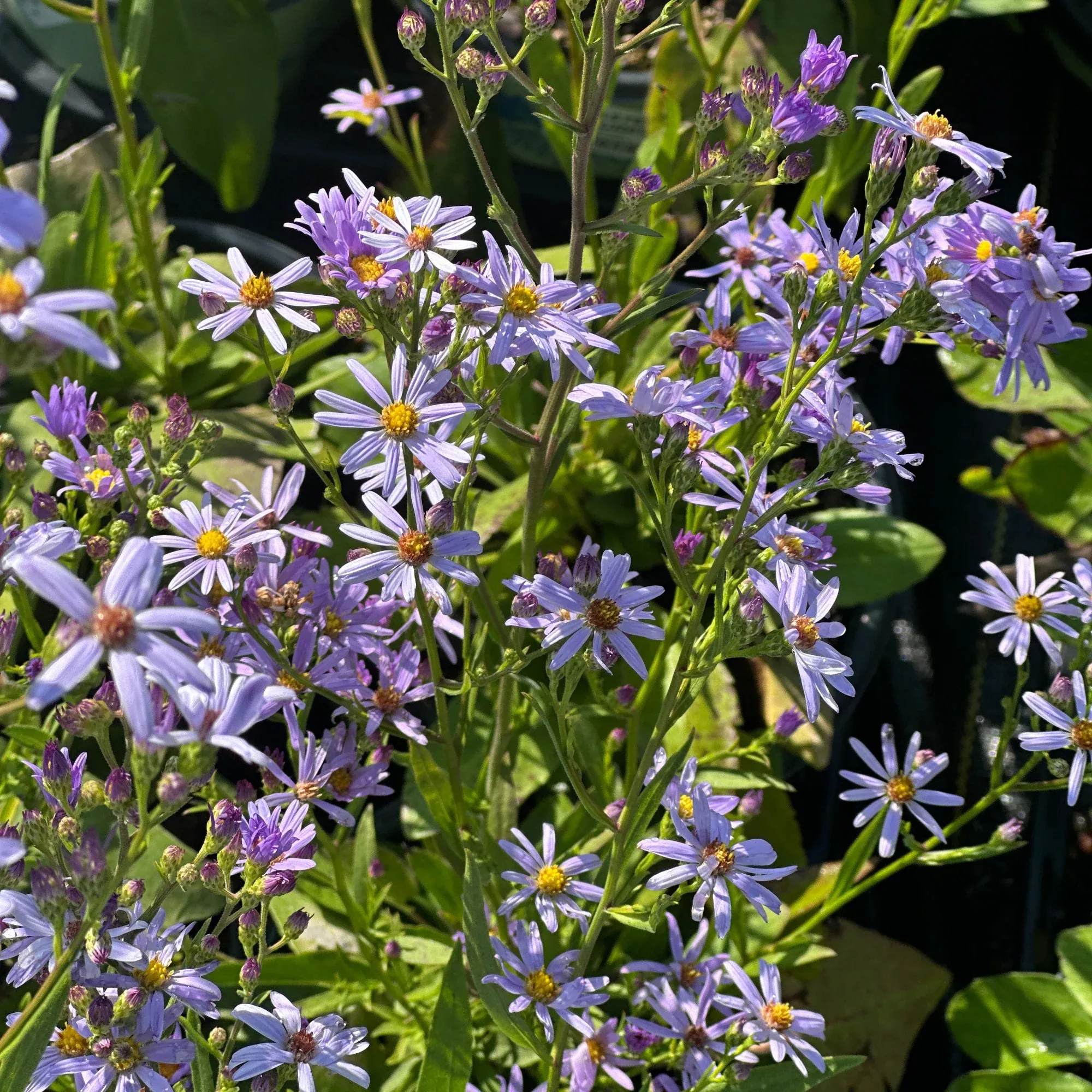 Sky Blue Aster