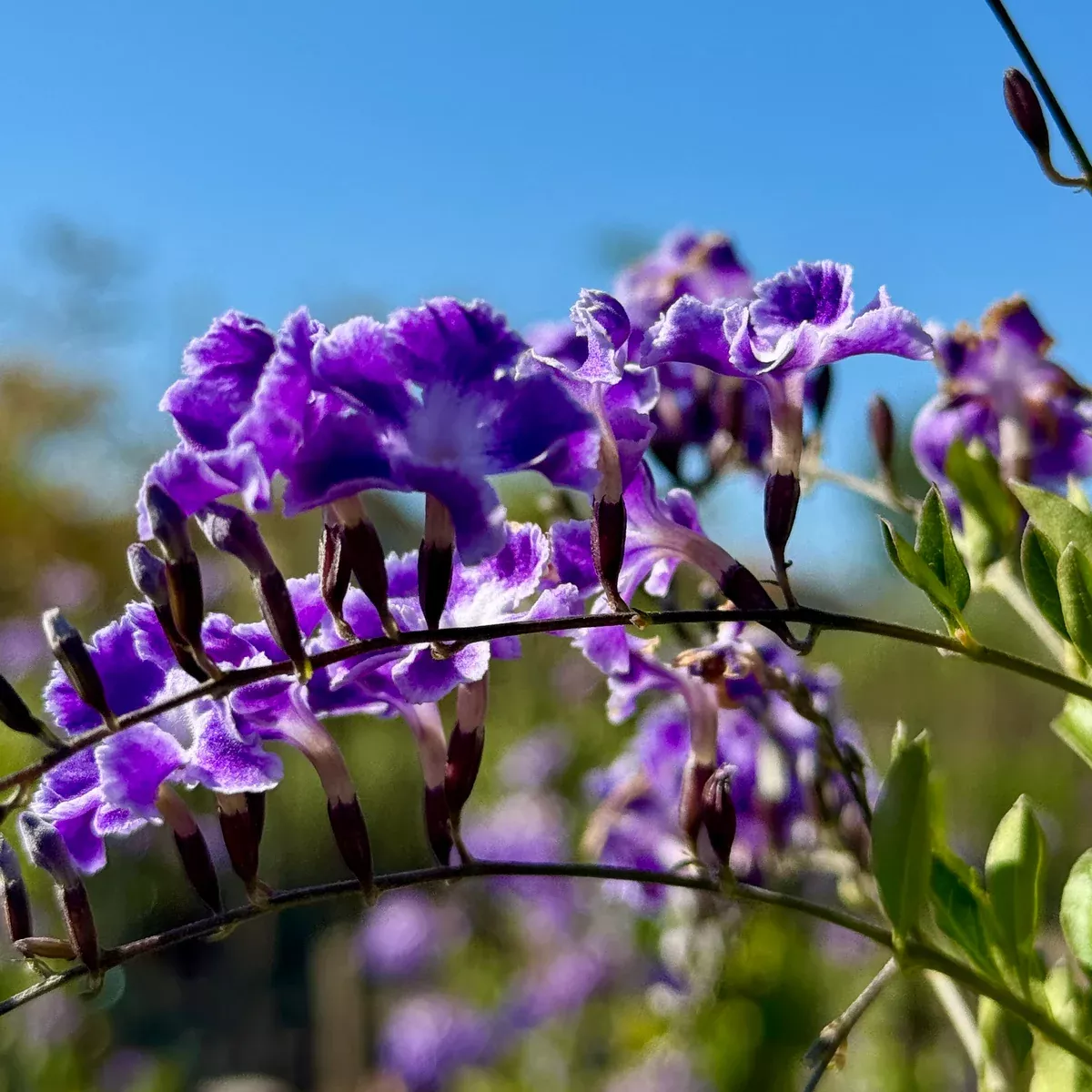 Sky Flower