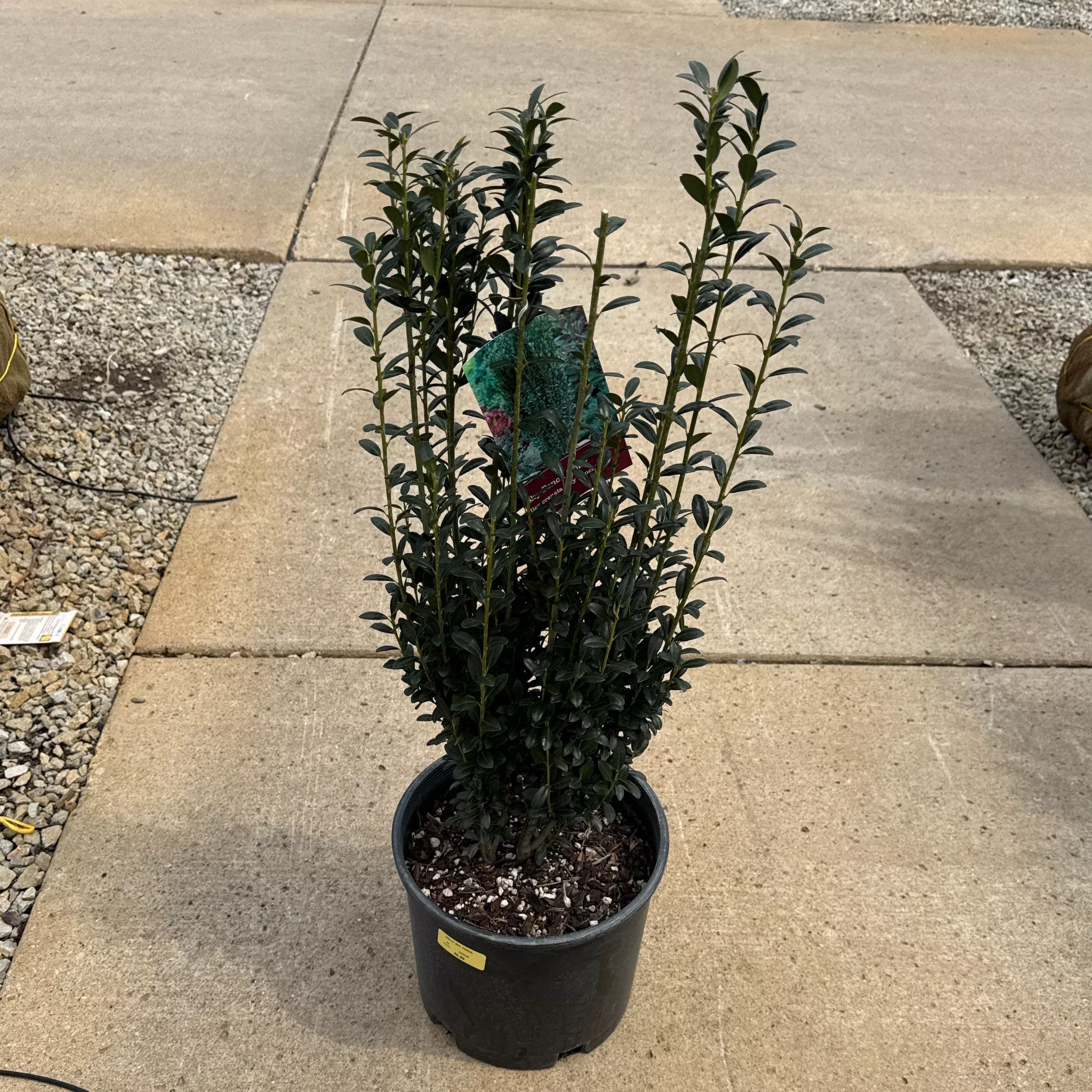Sky Pencil Japanese Holly - Ilex crenata - 3 Gallon Potted Evergreen Shrub