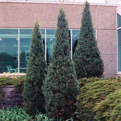Skyrocket Juniper - Juniperus scopulorum 'Skyrocket' - 5 Foot Ball & Burlap Tree