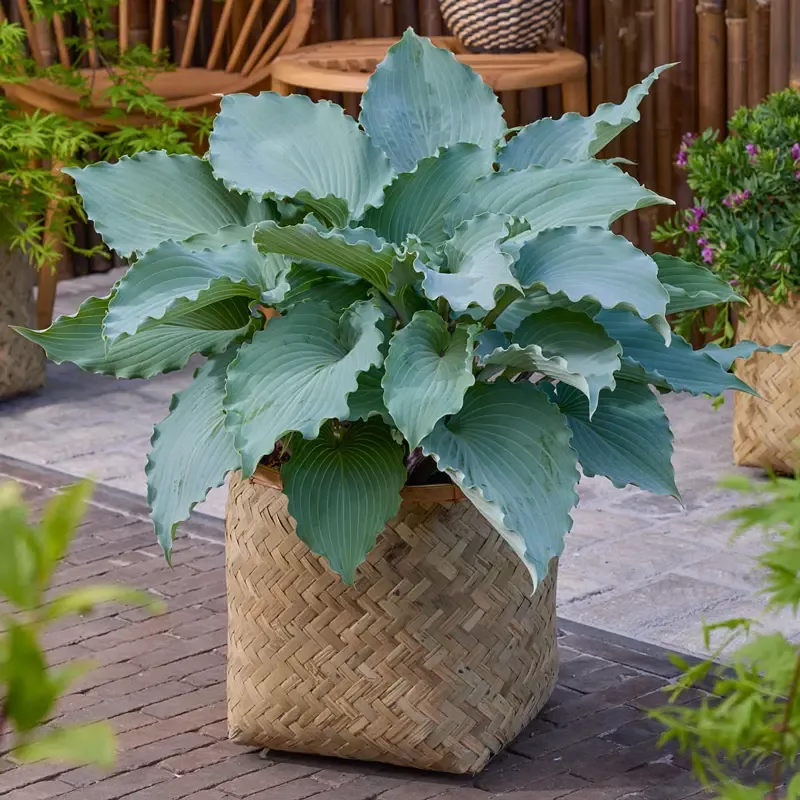 Skywriter Hosta