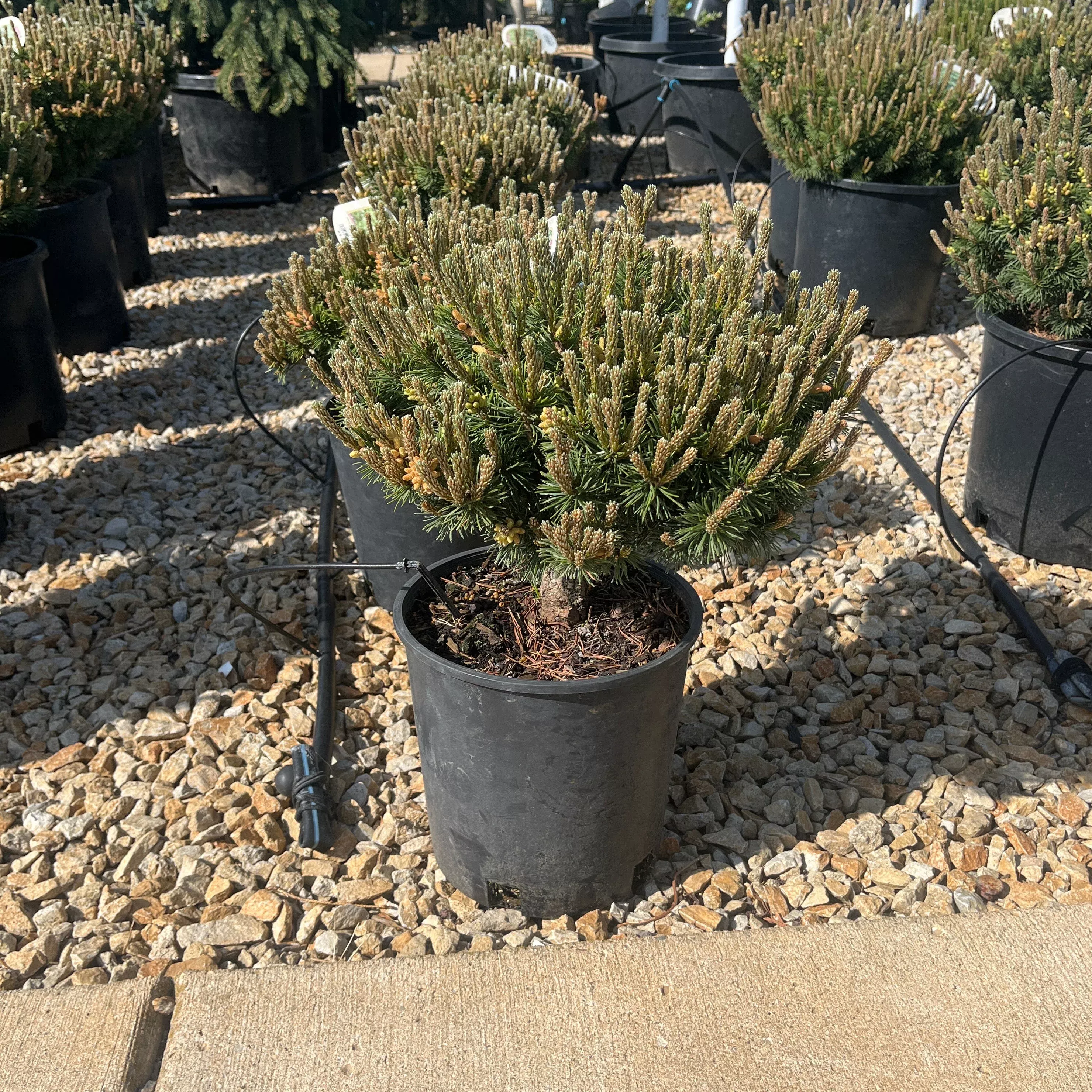 Slowmound Mugo Pine - Pinus mugo - 2 Gallon Potted Shrub