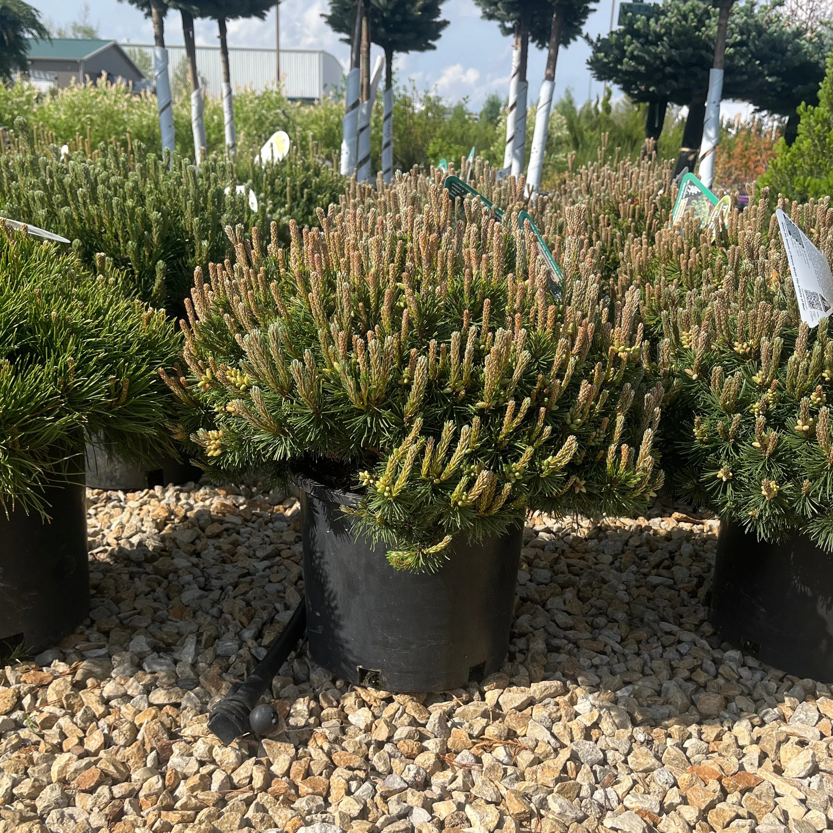 Slowmound Mugo Pine - Pinus mugo - 3 Gallon Potted Shrub