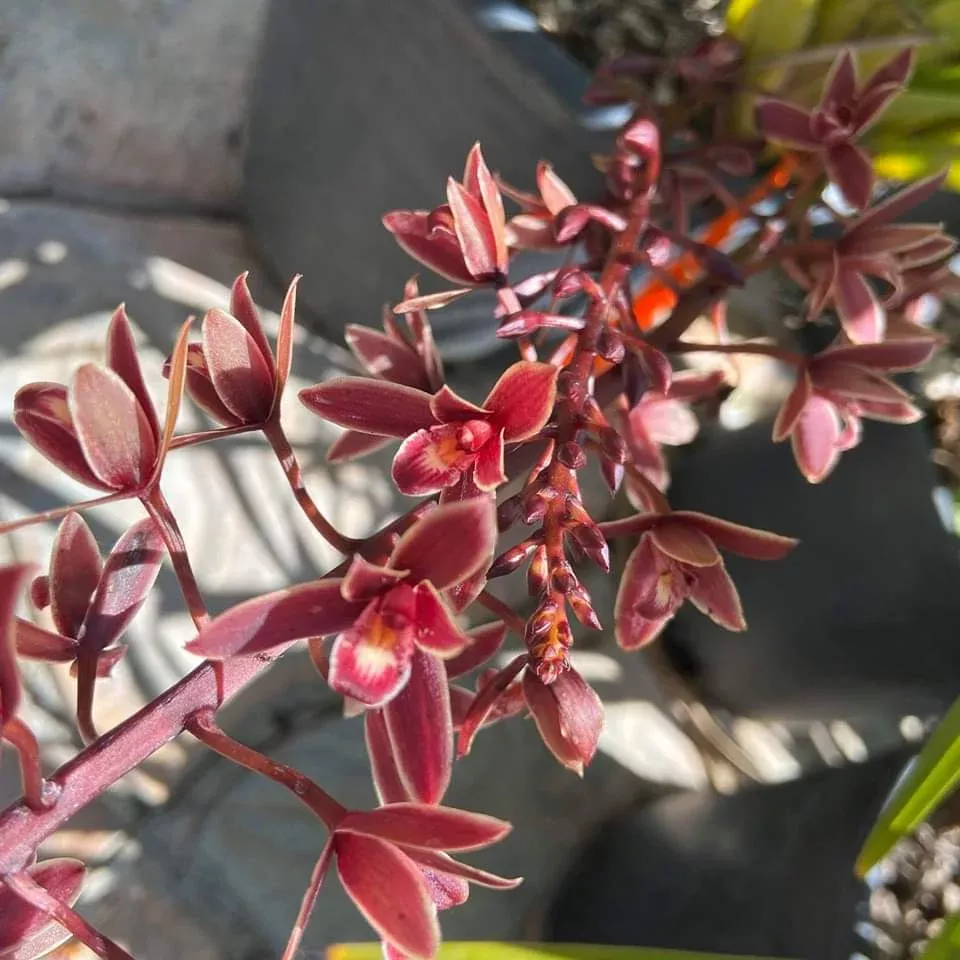 Small Flowered Red Boat Orchid