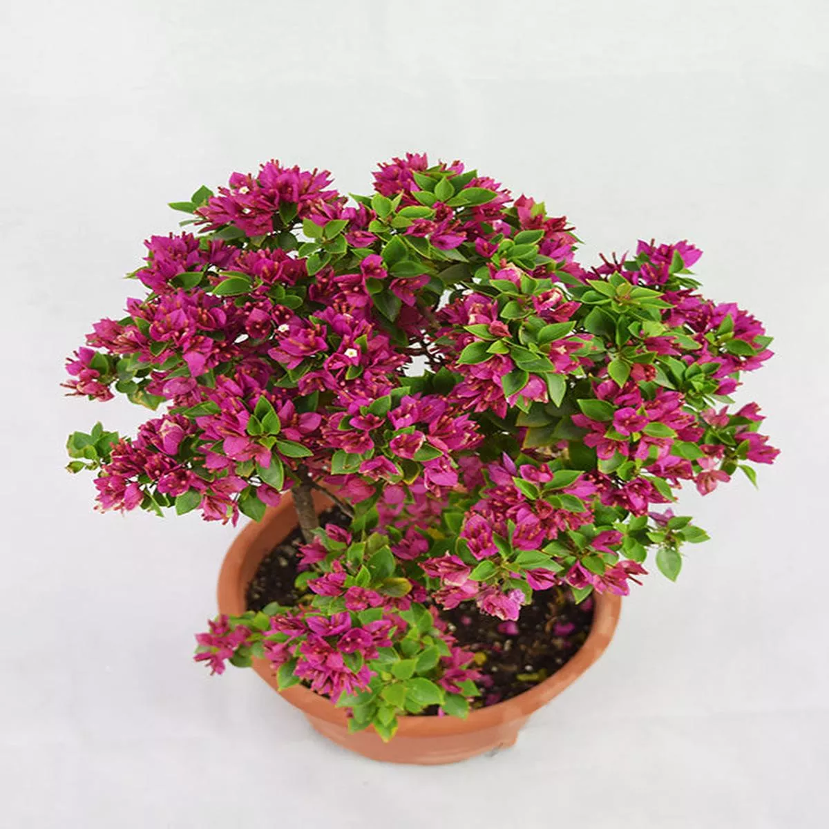 Small Purple Flower Bougainvillea