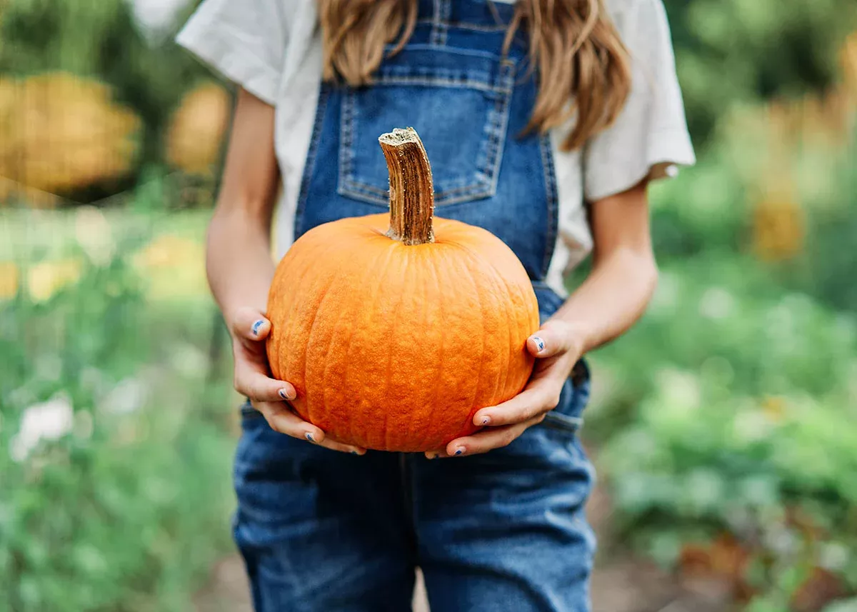 Small Sugar Pie - Organic Pumpkin Seeds