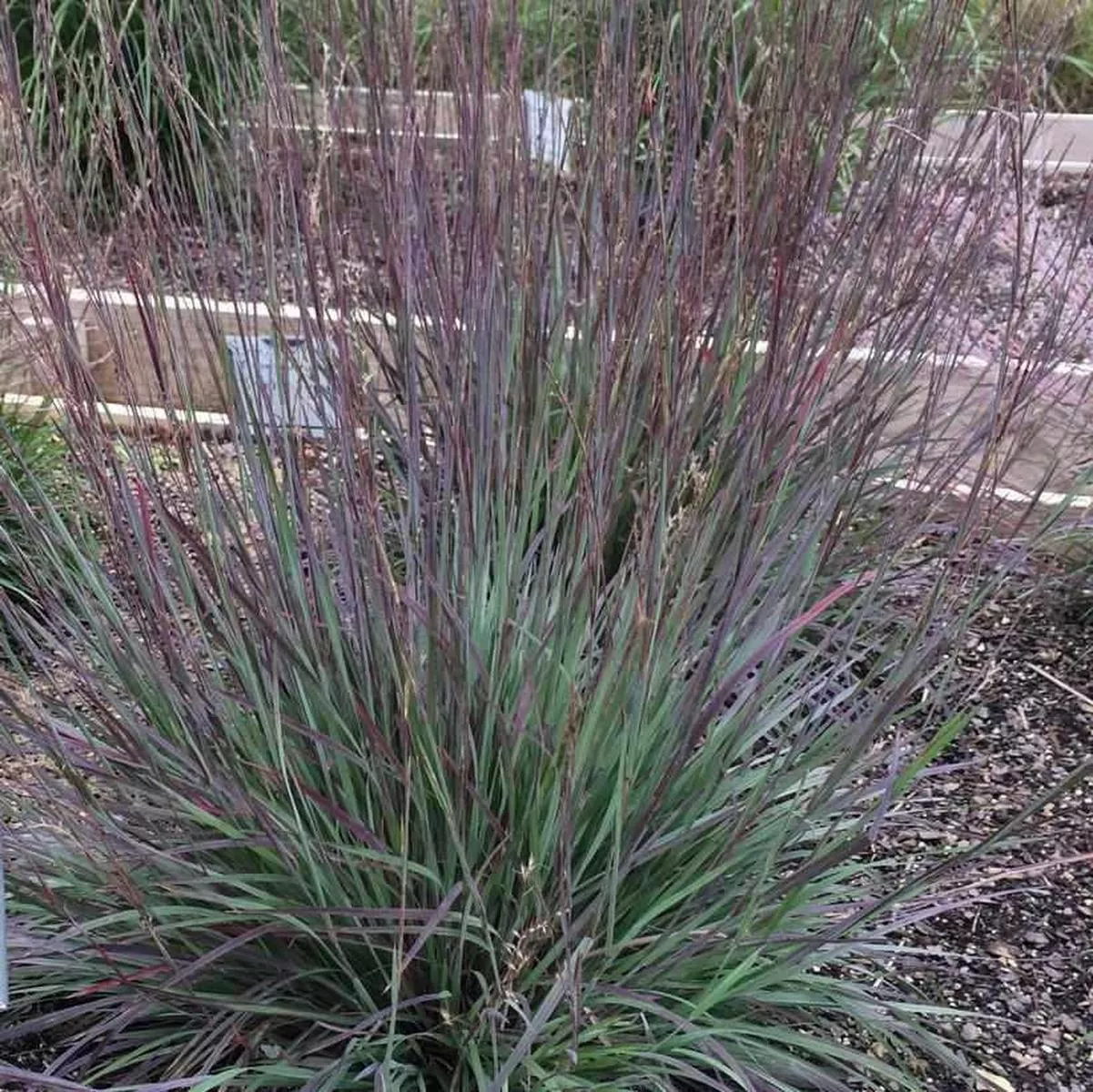 Smoke Signal Little Bluestem
