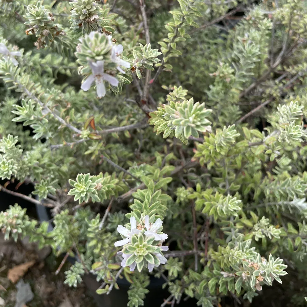 Smokey Coast Rosemary